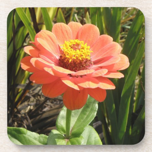 Orange Zinnia Blume Cork Untersetzer (Vorderseite)