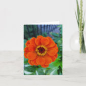 Orange zinnia Blume Karte (Vorderseite)