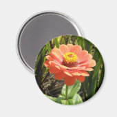Orange Zinnia Blume Magnet (Vorderseite/Rückseite)