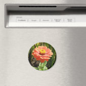 Orange Zinnia Blume Magnet (In Situ (Geschirrspüler))