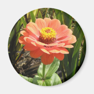 Orange Zinnia Blume Magnet