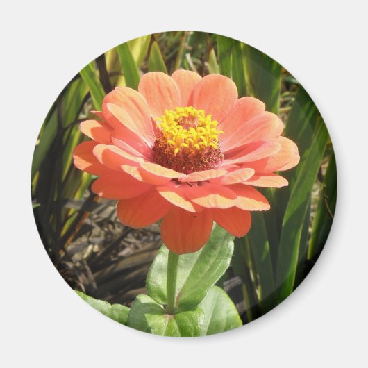 Orange Zinnia Blume Magnet (Vorne)
