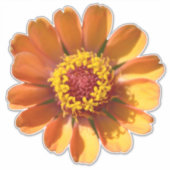 Orange Zinnia Blume nah-up Aufkleber (Vorderseite)