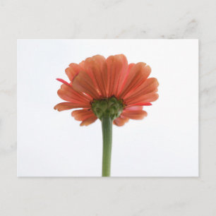 Orange Zinnia Blume Postkarte