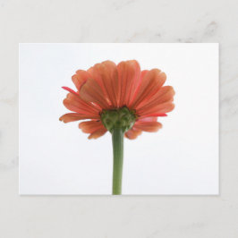 Orange Zinnia Blume Postkarte