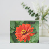 Orange Zinnia Blume Postkarte (Stehend Vorderseite)