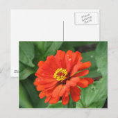 Orange Zinnia Blume Postkarte (Vorne/Hinten)