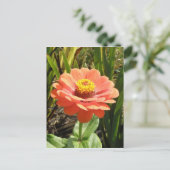 Orange Zinnia Blume Postkarte (Stehend Vorderseite)