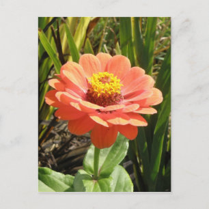 Orange Zinnia Blume Postkarte