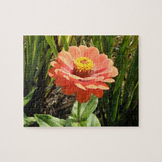 Orange Zinnia Blume Puzzle (Horizontal)
