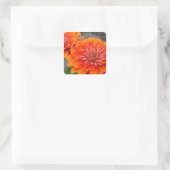 Orange Zinnia Blume Quadratischer Aufkleber (Tasche)