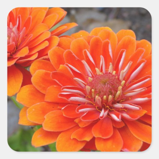 Orange Zinnia Blume Quadratischer Aufkleber (Vorderseite)
