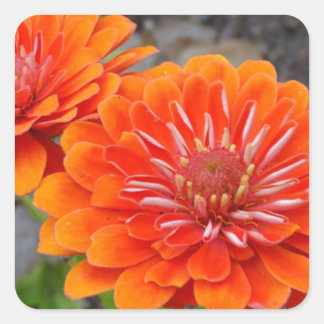 Orange Zinnia Blume Quadratischer Aufkleber
