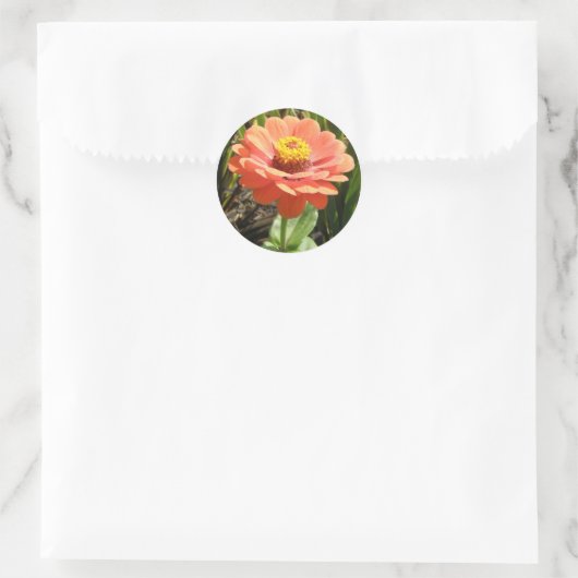 Orange Zinnia Blume Stickers (Tasche)