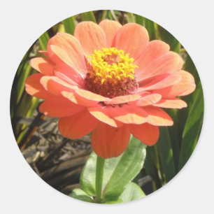 Orange Zinnia Blume Stickers