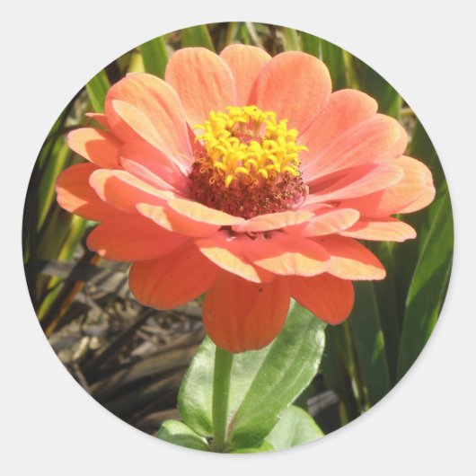 Orange Zinnia Blume Stickers (Vorderseite)
