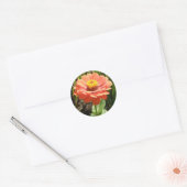 Orange Zinnia Blume Stickers (Umschlag)