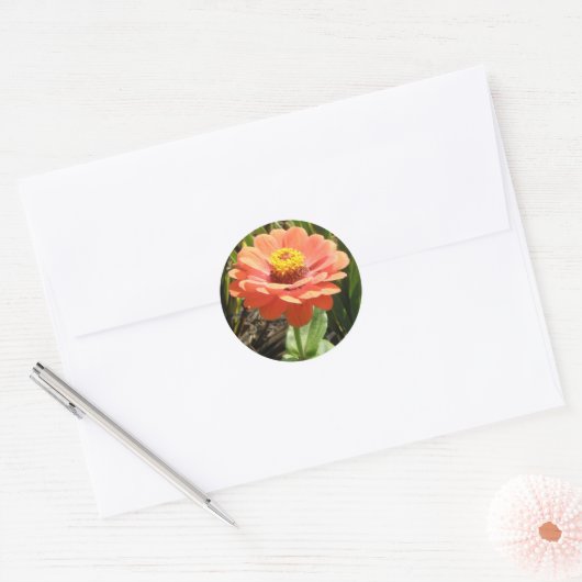 Orange Zinnia Blume Stickers (Umschlag)