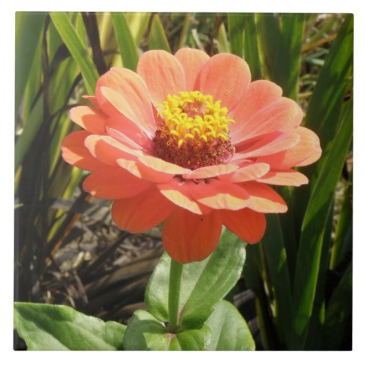 Orange Zinnia Blume Tile Fliese (Vorderseite)