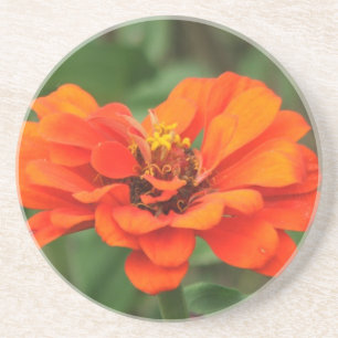 Orange Zinnia Getränkeuntersetzer