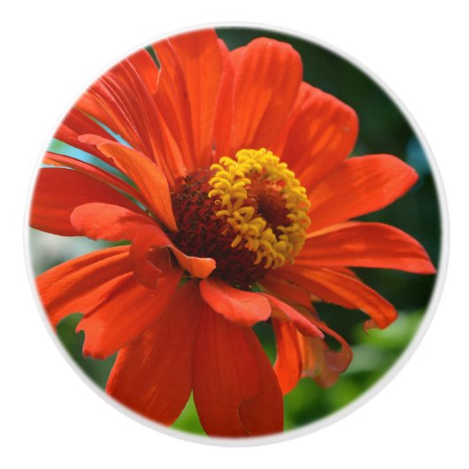 Orange Zinnia Keramikknauf (Vorderseite)