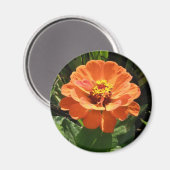 Orange Zinnia Magnet (Vorderseite/Rückseite)