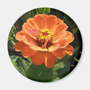 Orange Zinnia Magnet
