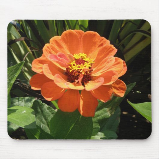Orange Zinnia Mousepad (Vorne)