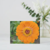 Orange Zinnia Postkarte (Stehend Vorderseite)