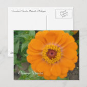 Orange Zinnia Postkarte (Vorne/Hinten)