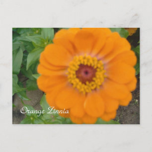 Orange Zinnia Postkarte