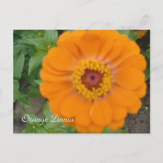 Orange Zinnia Postkarte (Vorderseite)