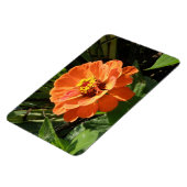 Orange Zinnia Premium Magnet (Linke Seite)