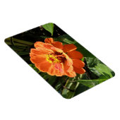 Orange Zinnia Premium Magnet (Rechte Seite)