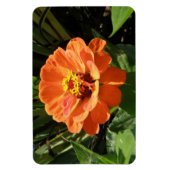 Orange Zinnia Premium Magnet (Vertikal)