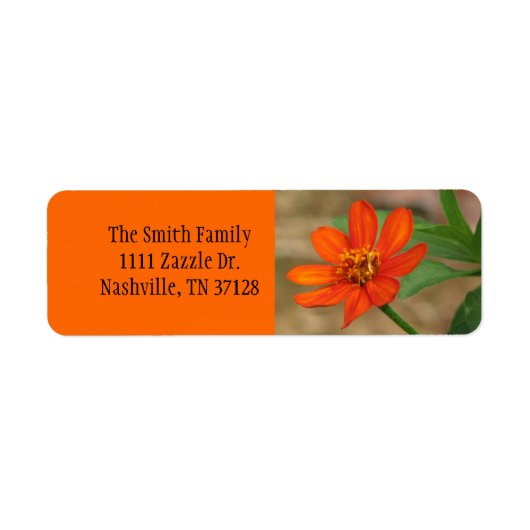 Orange Zinnia Profusion (Vorne)