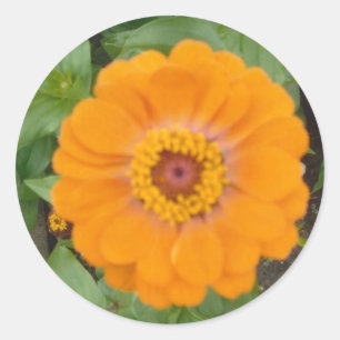 Orange Zinnia Runder Aufkleber