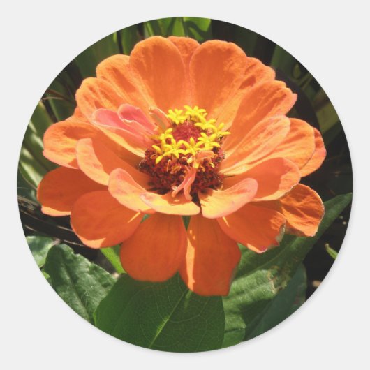 Orange Zinnia Stickers (Vorderseite)