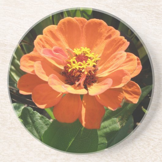 Orange Zinnia Untersetzer (Vorne)