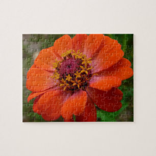 Orange Zinnia Wildblume Natur Blumen Puzzle