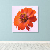 Orange Zinnia Wildblume Natur Flora Leinwanddruck (Insitu (Holzboden))