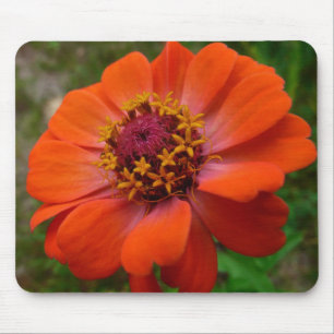 Orange Zinnia Wildblume Natur Flora Mousepad