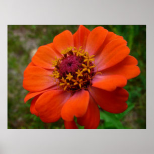 Orange Zinnia Wildblume Natur Flora Poster