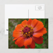 Orange Zinnia Wildblume Natur Flora Postkarte (Vorne/Hinten)