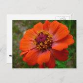 Orange Zinnia Wildblume Natur Flora Postkarte (Vorne/Hinten)