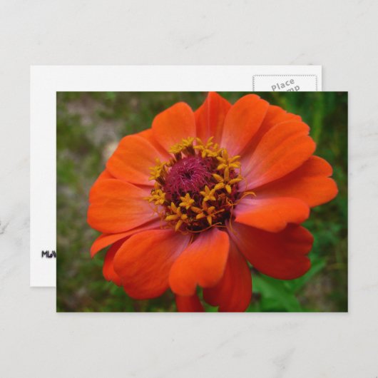 Orange Zinnia Wildblume Natur Flora Postkarte (Vorne/Hinten)