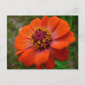 Orange Zinnia Wildblume Natur Flora Postkarte (Vorderseite)