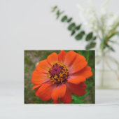 Orange Zinnia Wildblume Natur Flora Postkarte (Stehend Vorderseite)