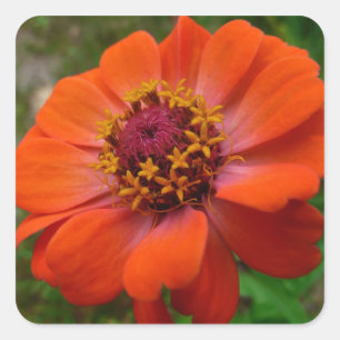 Orange Zinnia Wildblume Natur Flora Quadratischer Aufkleber