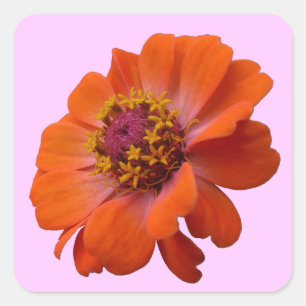 Orange Zinnia Wildblume Natur Flora Quadratischer Aufkleber